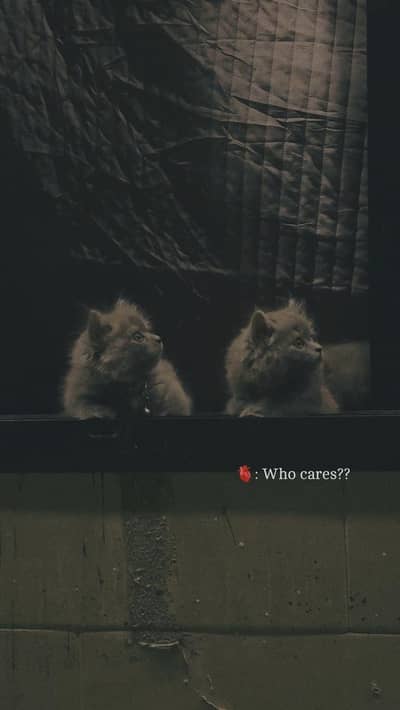 Cats for sale