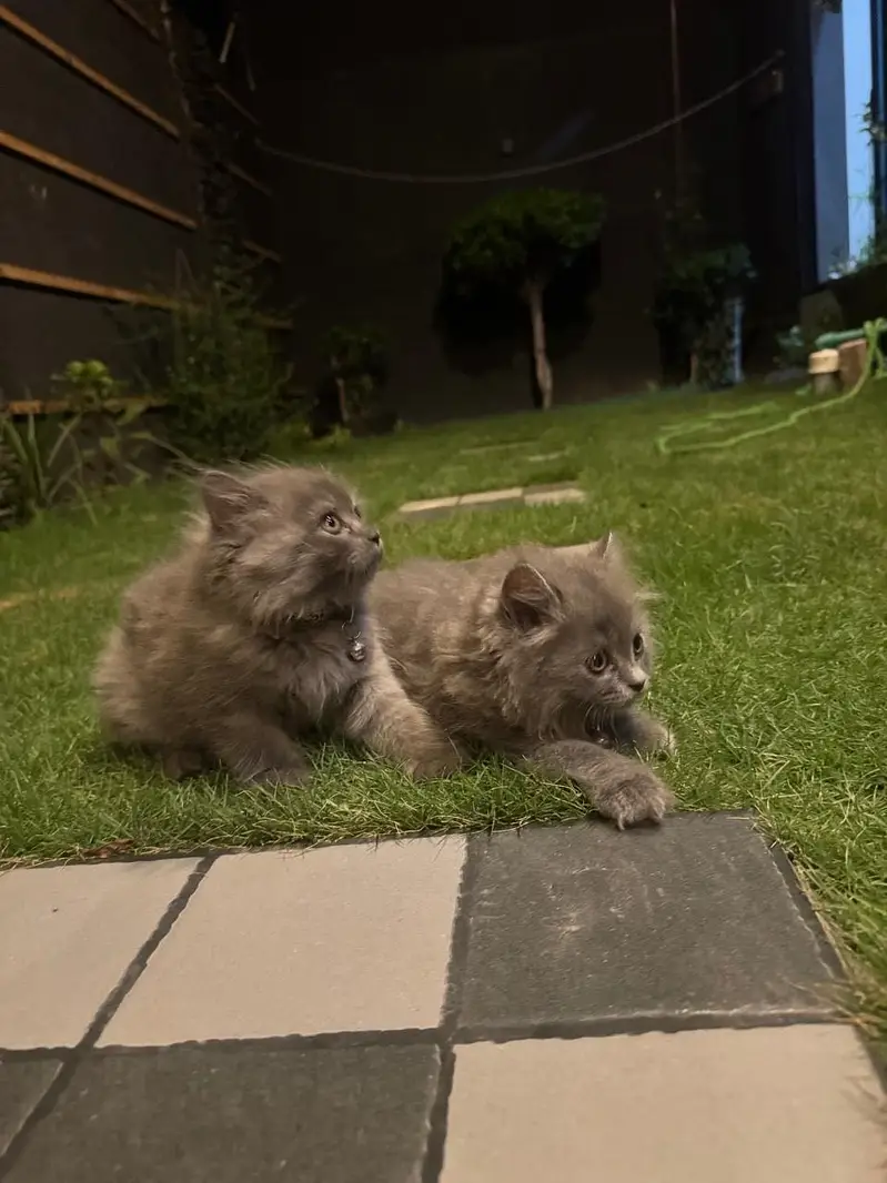 Cats for sale — photo 2