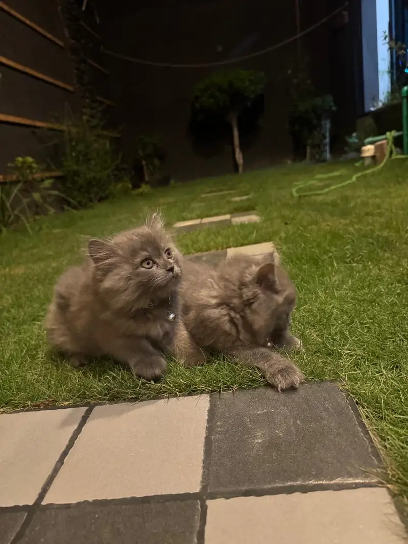 Cats for sale — photo 3
