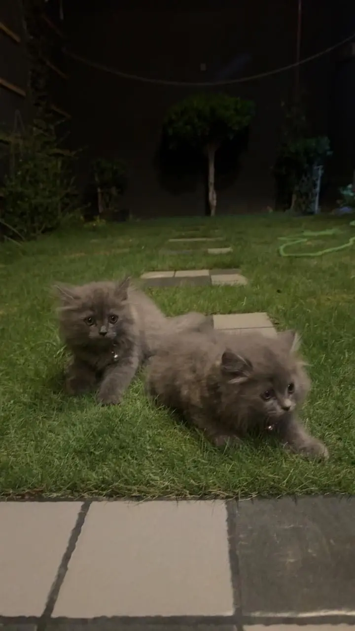 Cats for sale — photo 4