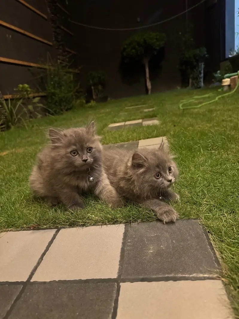 Cats for sale — photo 5