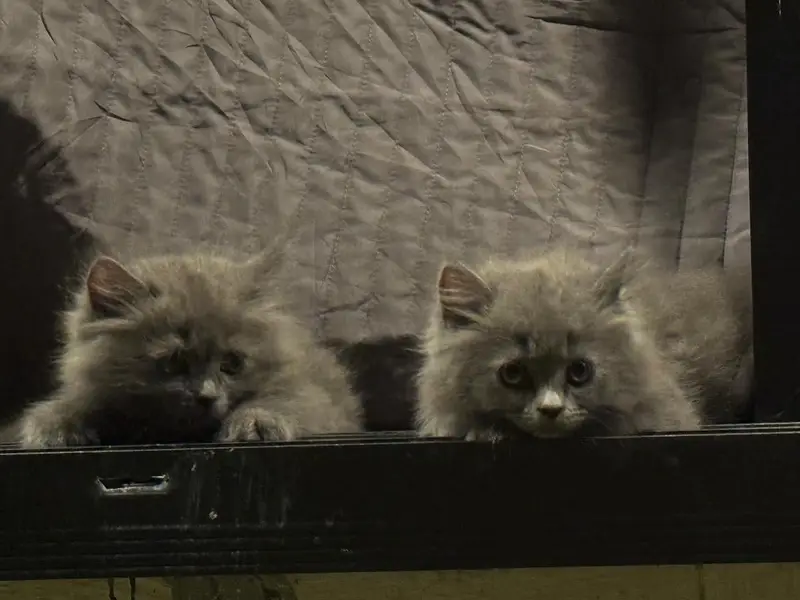Cats for sale — photo 6
