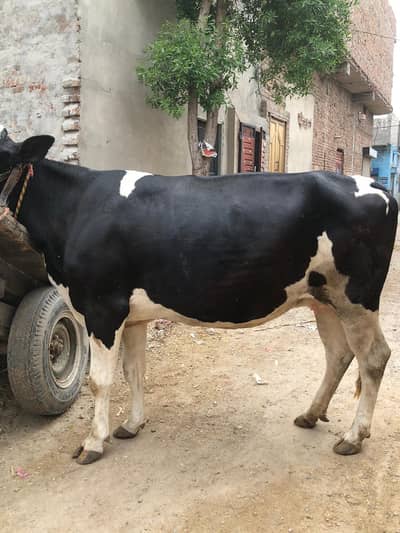 1st/ phala suwa  7. montha ki gaban confirm. 03221087590