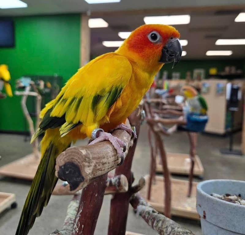 sun conure pair 0
