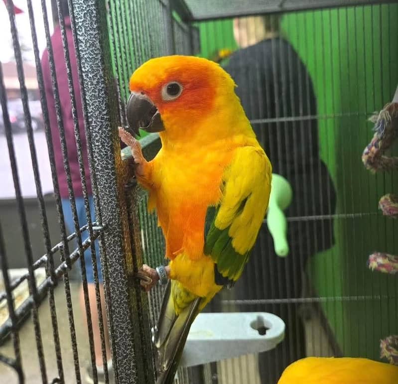 sun conure pair 1