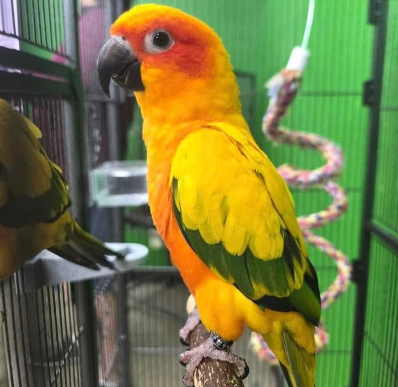 sun conure pair 2