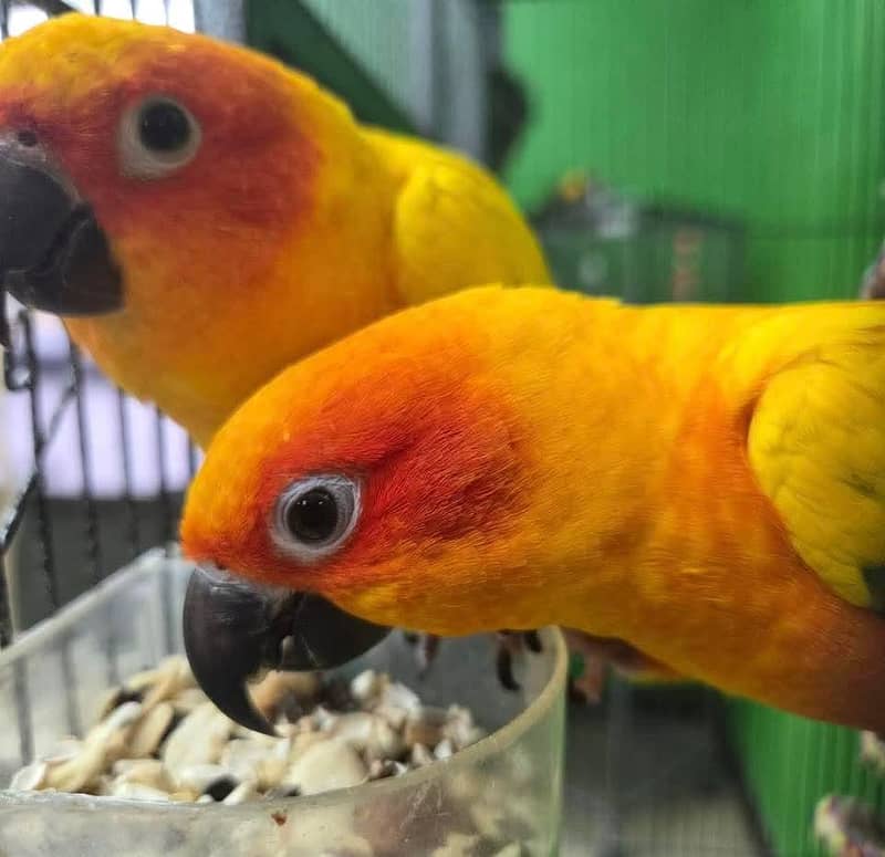 sun conure pair 3