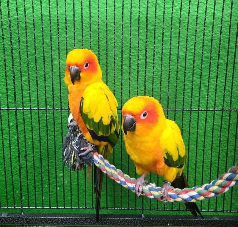 sun conure pair 4