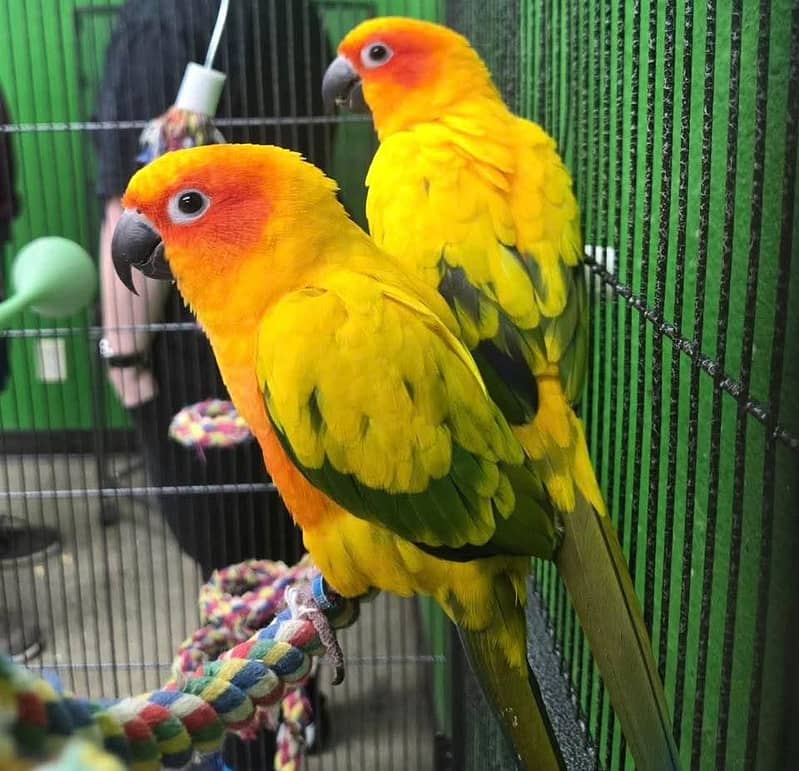 sun conure pair 5