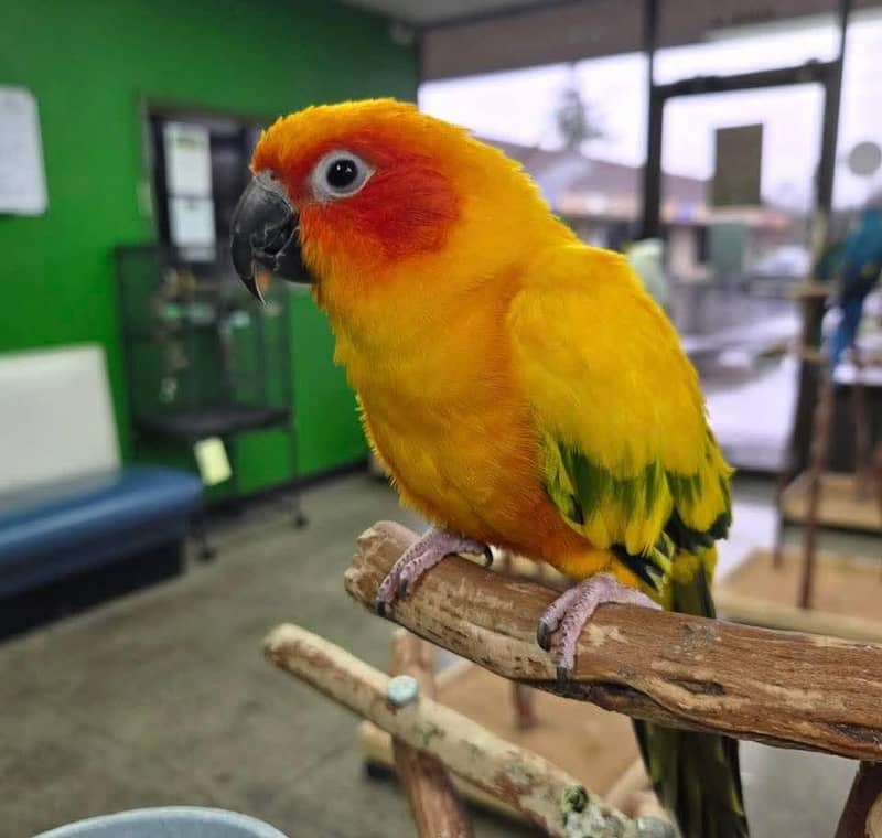 sun conure pair 6