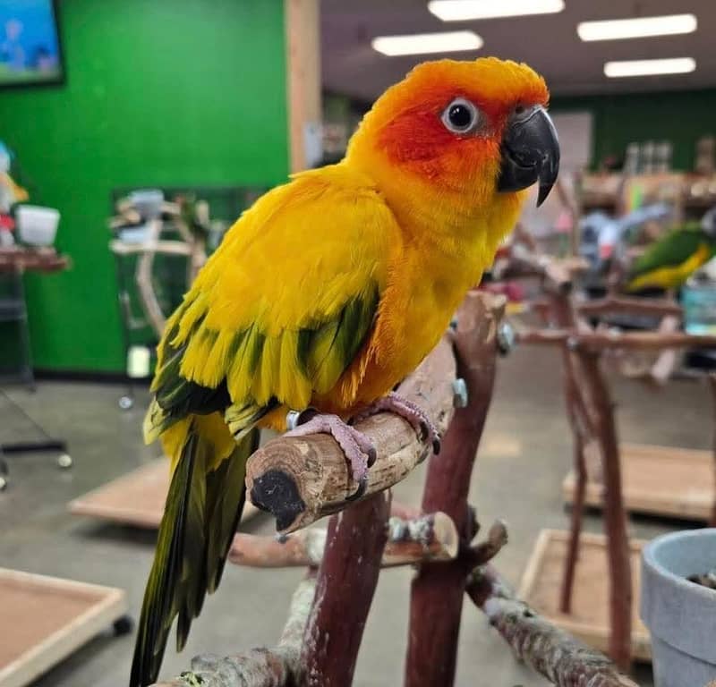 sun conure pair 7