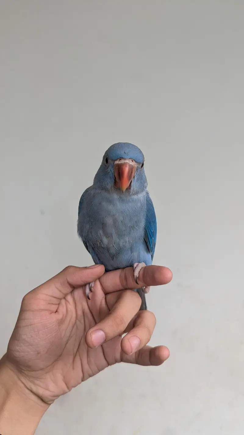 deep cobalt ringneck chick — photo 3