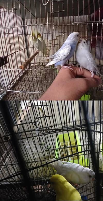 red eyes female and tame budgies available 0/3/2/1/4/9/4/6/8/4/4