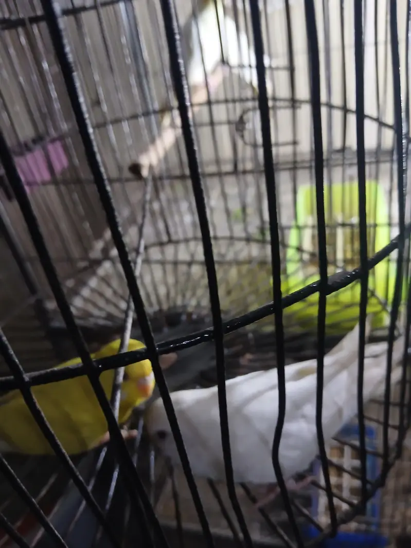 red eyes female and tame budgies available 0/3/2/1/4/9/4/6/8/4/4 — photo 2