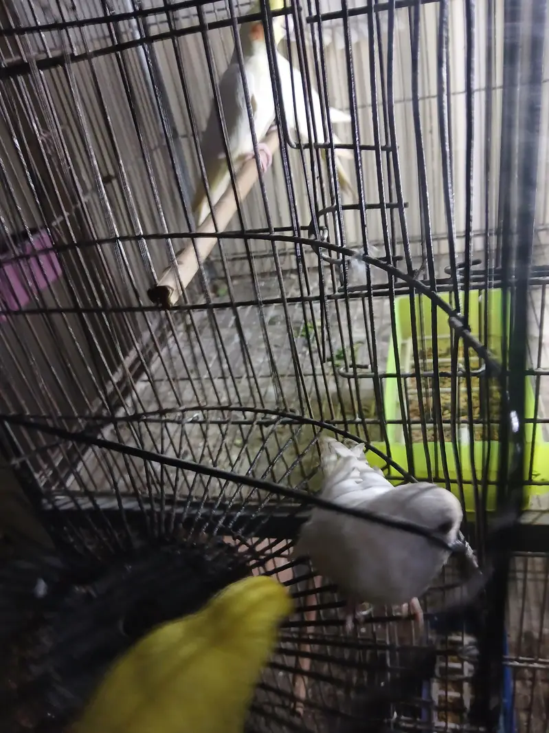 red eyes female and tame budgies available 0/3/2/1/4/9/4/6/8/4/4 — photo 3