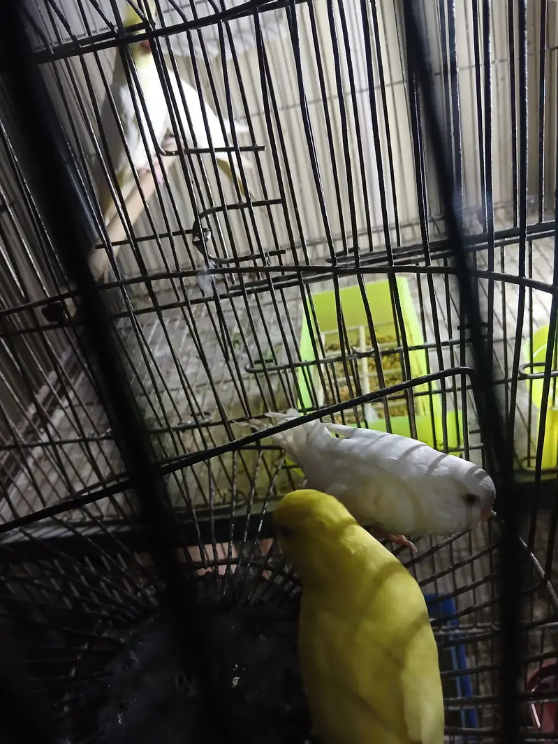 red eyes female and tame budgies available 0/3/2/1/4/9/4/6/8/4/4 — photo 4