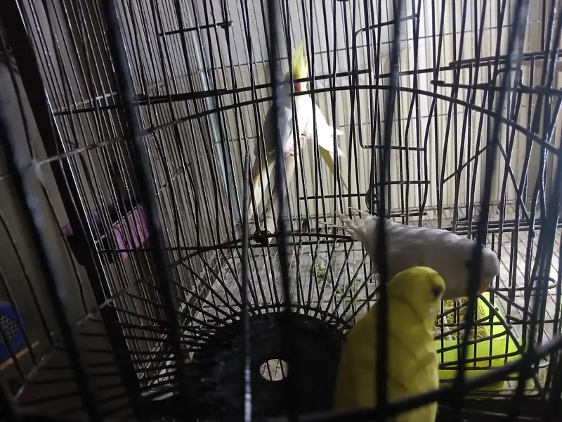 red eyes female and tame budgies available 0/3/2/1/4/9/4/6/8/4/4 — photo 5