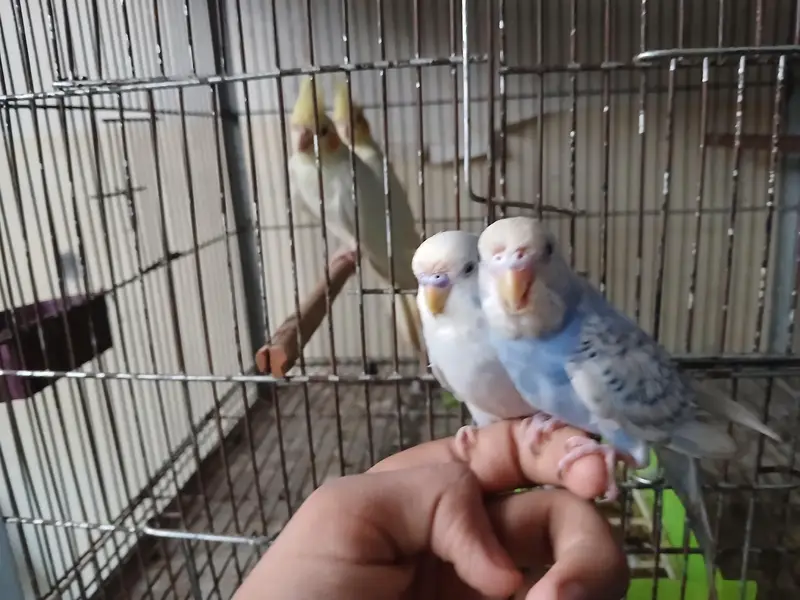 red eyes female and tame budgies available 0/3/2/1/4/9/4/6/8/4/4 — photo 6