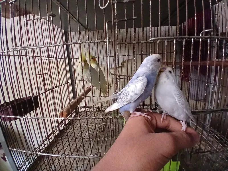 red eyes female and tame budgies available 0/3/2/1/4/9/4/6/8/4/4 — photo 7