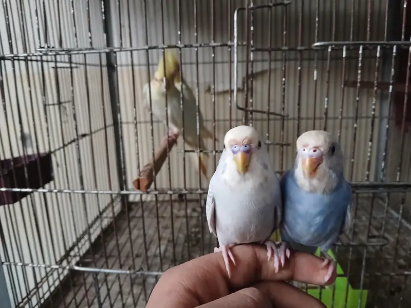 red eyes female and tame budgies available 0/3/2/1/4/9/4/6/8/4/4 — photo 8