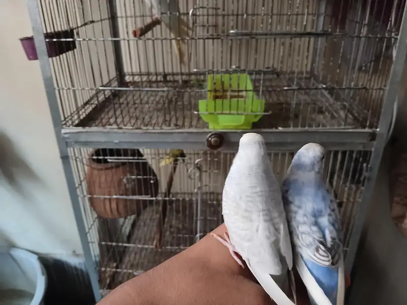 red eyes female and tame budgies available 0/3/2/1/4/9/4/6/8/4/4 — photo 9