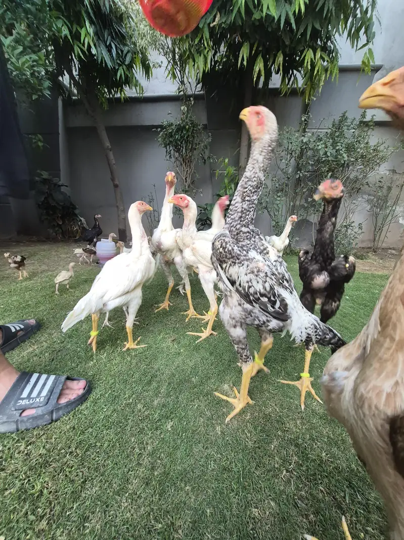 TOP QUALITY SHAMO PATHAY — photo 3