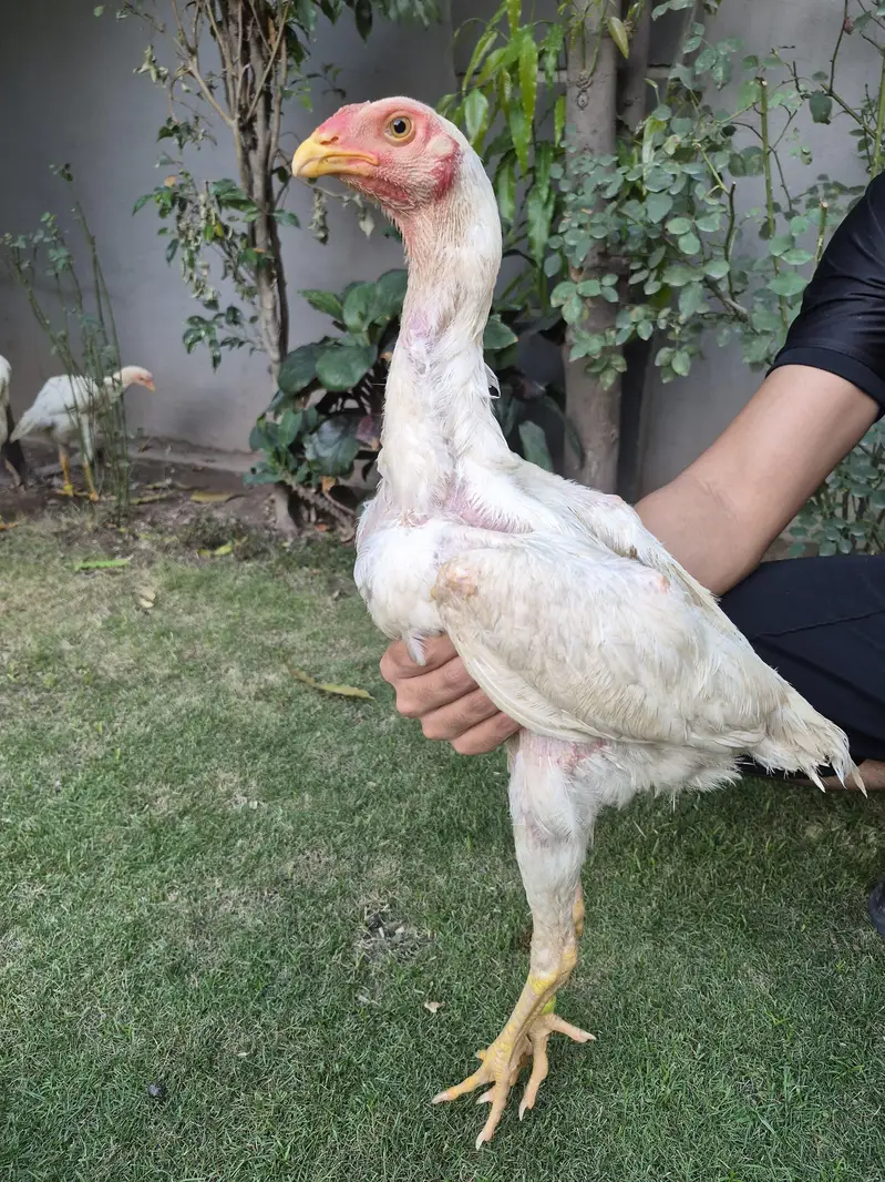 TOP QUALITY SHAMO PATHAY — photo 8