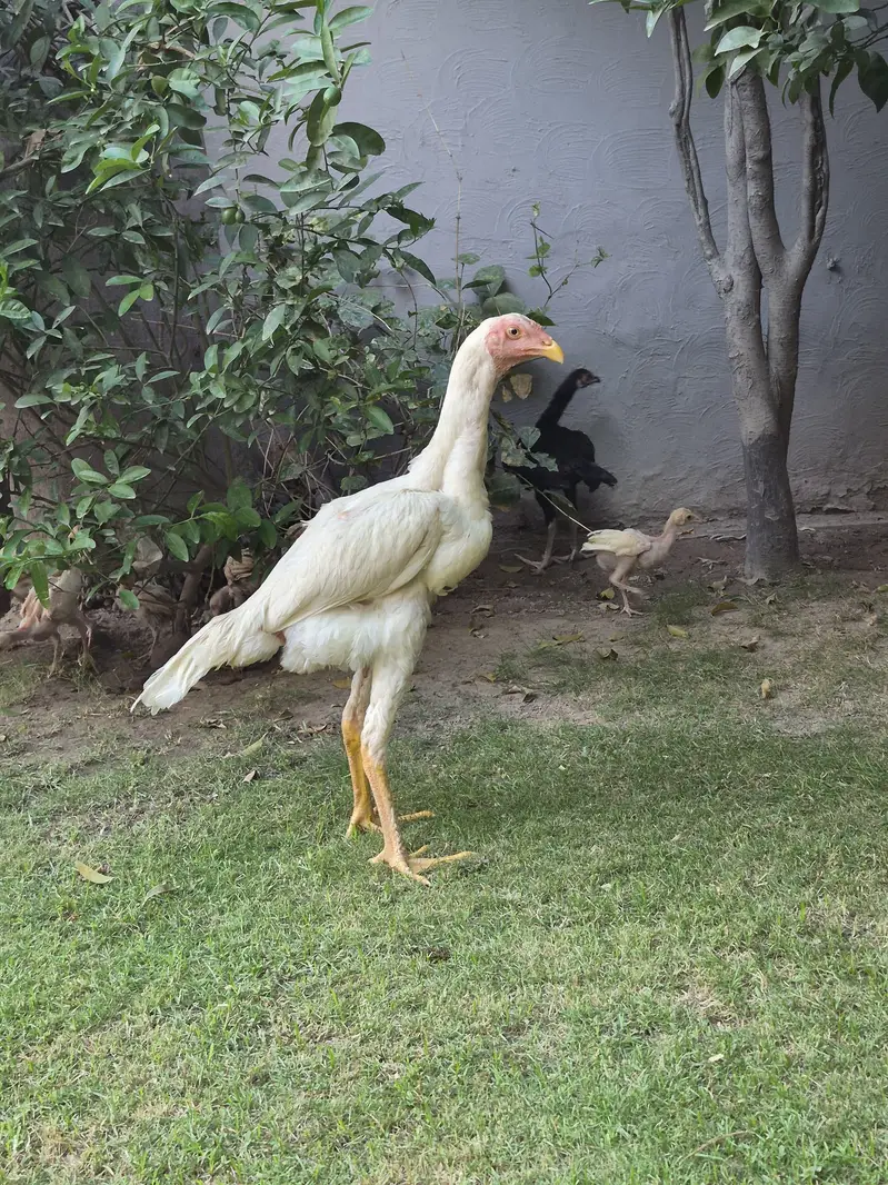 TOP QUALITY SHAMO PATHAY — photo 11