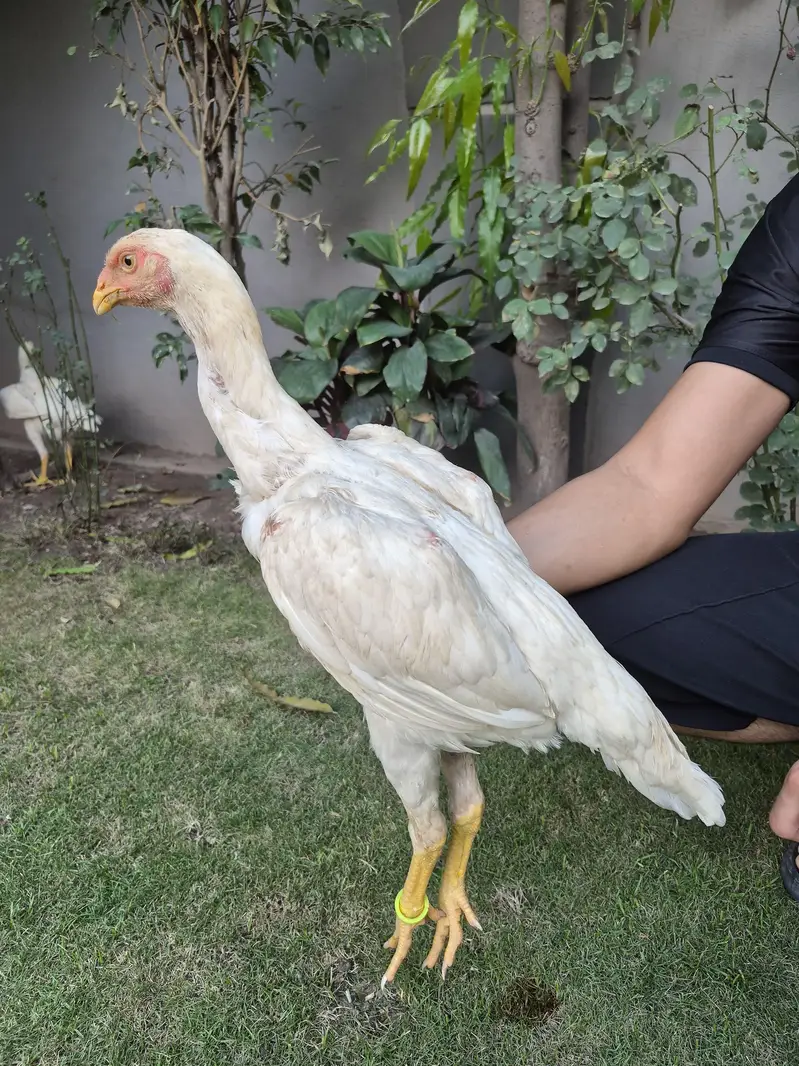 TOP QUALITY SHAMO PATHAY — photo 12