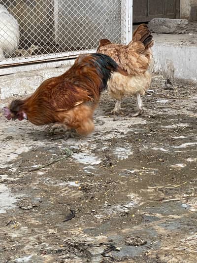 Silkie Pair Bantum Brahma Polish Sibrite WhatsApp 0330-4503477