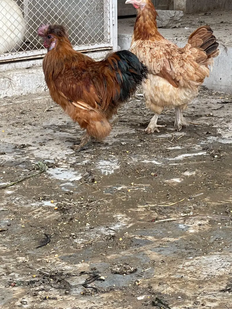 Silkie Pair Bantum Brahma Polish Sibrite WhatsApp 0330-4503477 — photo 2