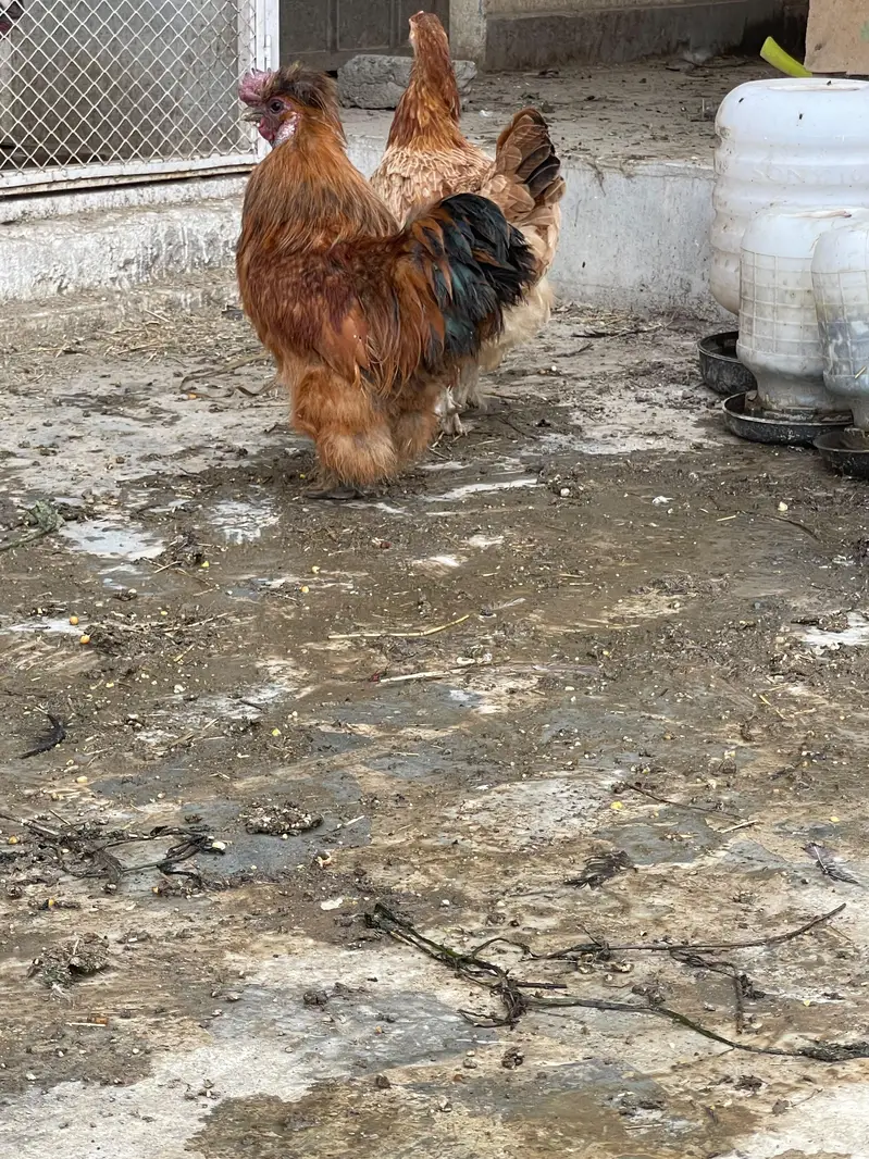 Silkie Pair Bantum Brahma Polish Sibrite WhatsApp 0330-4503477 — photo 3