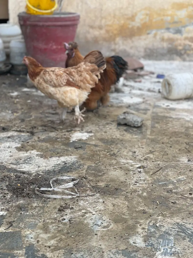 Silkie Pair Bantum Brahma Polish Sibrite WhatsApp 0330-4503477 — photo 4