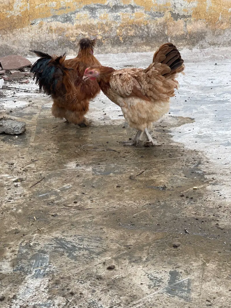 Silkie Pair Bantum Brahma Polish Sibrite WhatsApp 0330-4503477 — photo 5