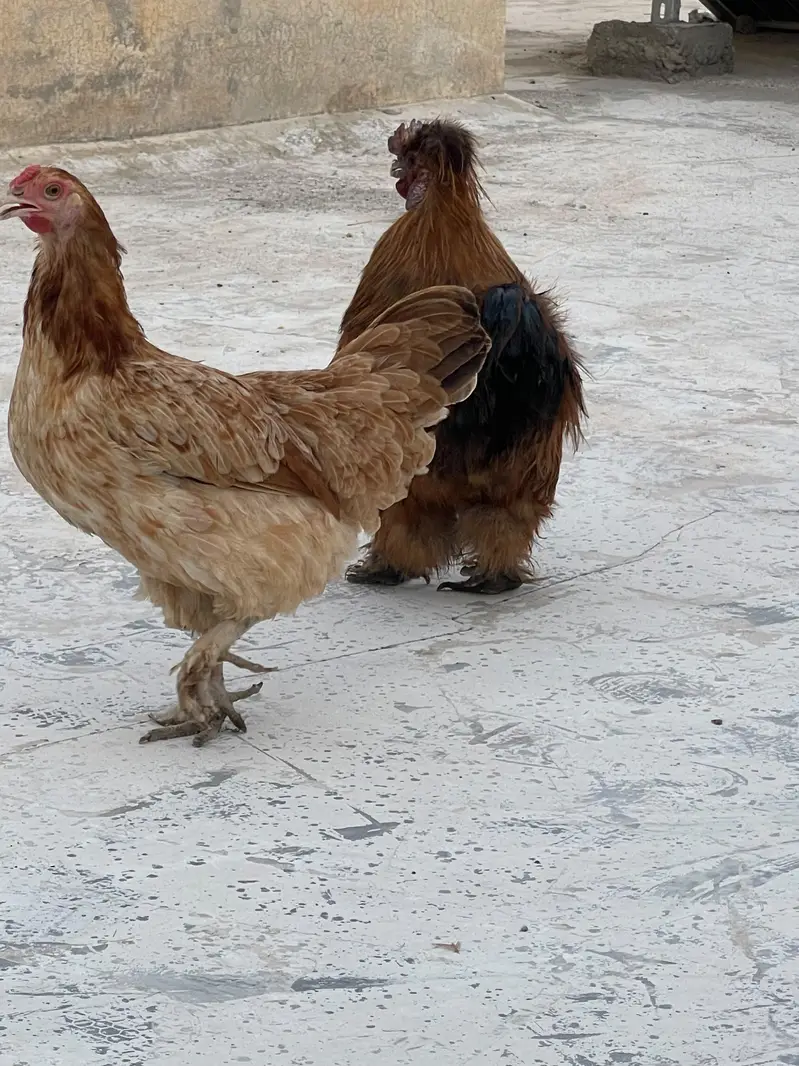 Silkie Pair Bantum Brahma Polish Sibrite WhatsApp 0330-4503477 — photo 6