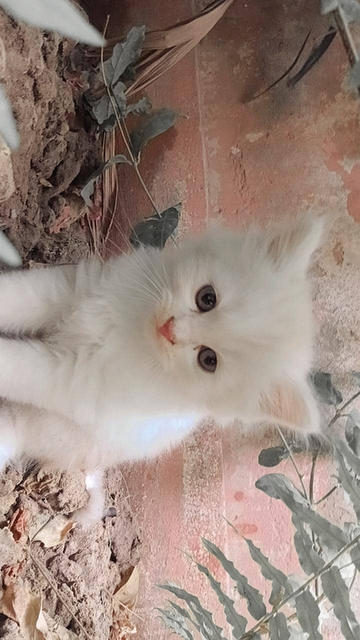 Persian Kitten 0