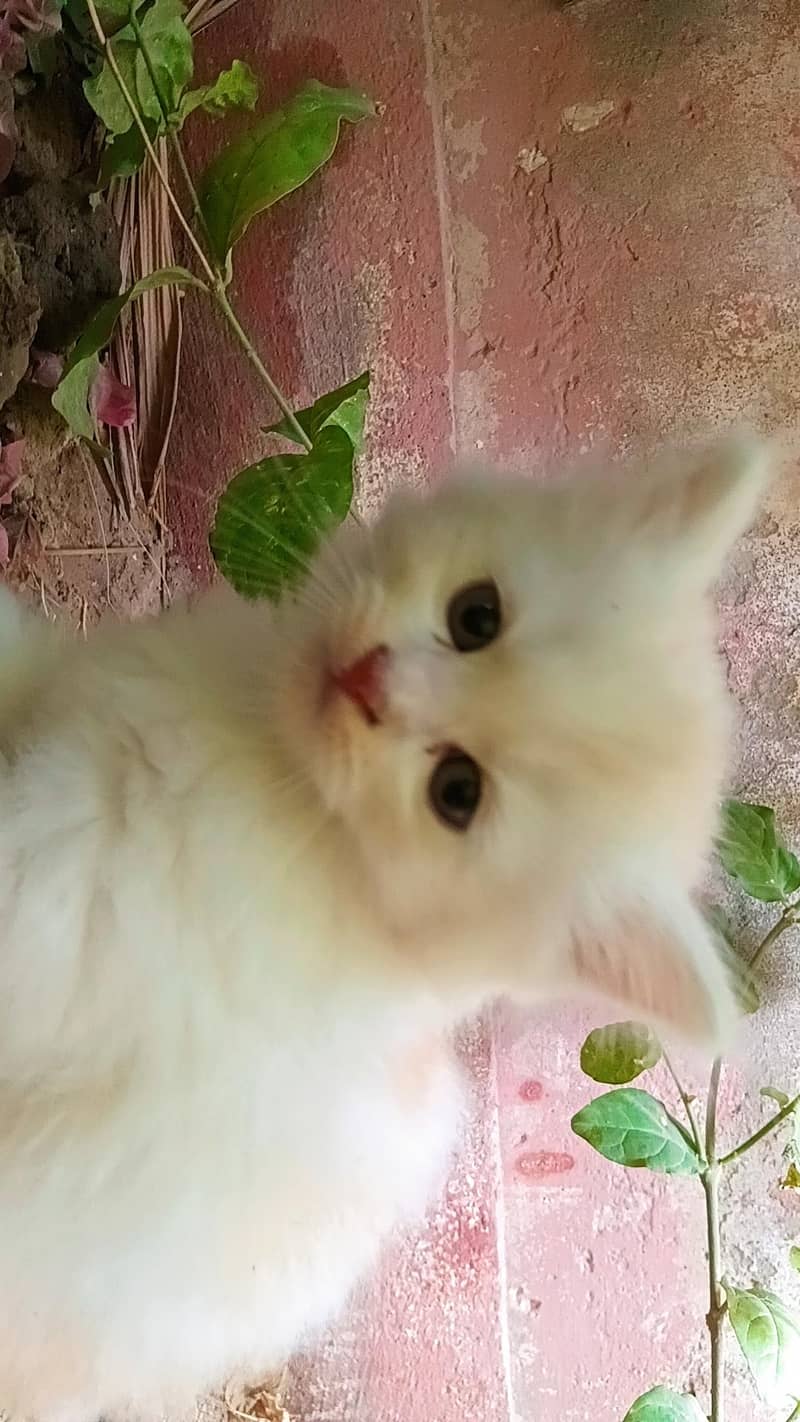 Persian Kitten 1