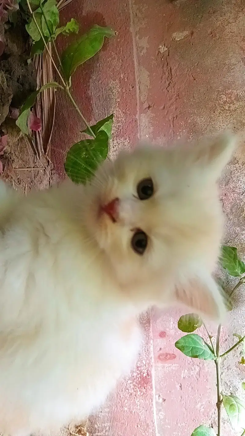 Persian Kitten — photo 2