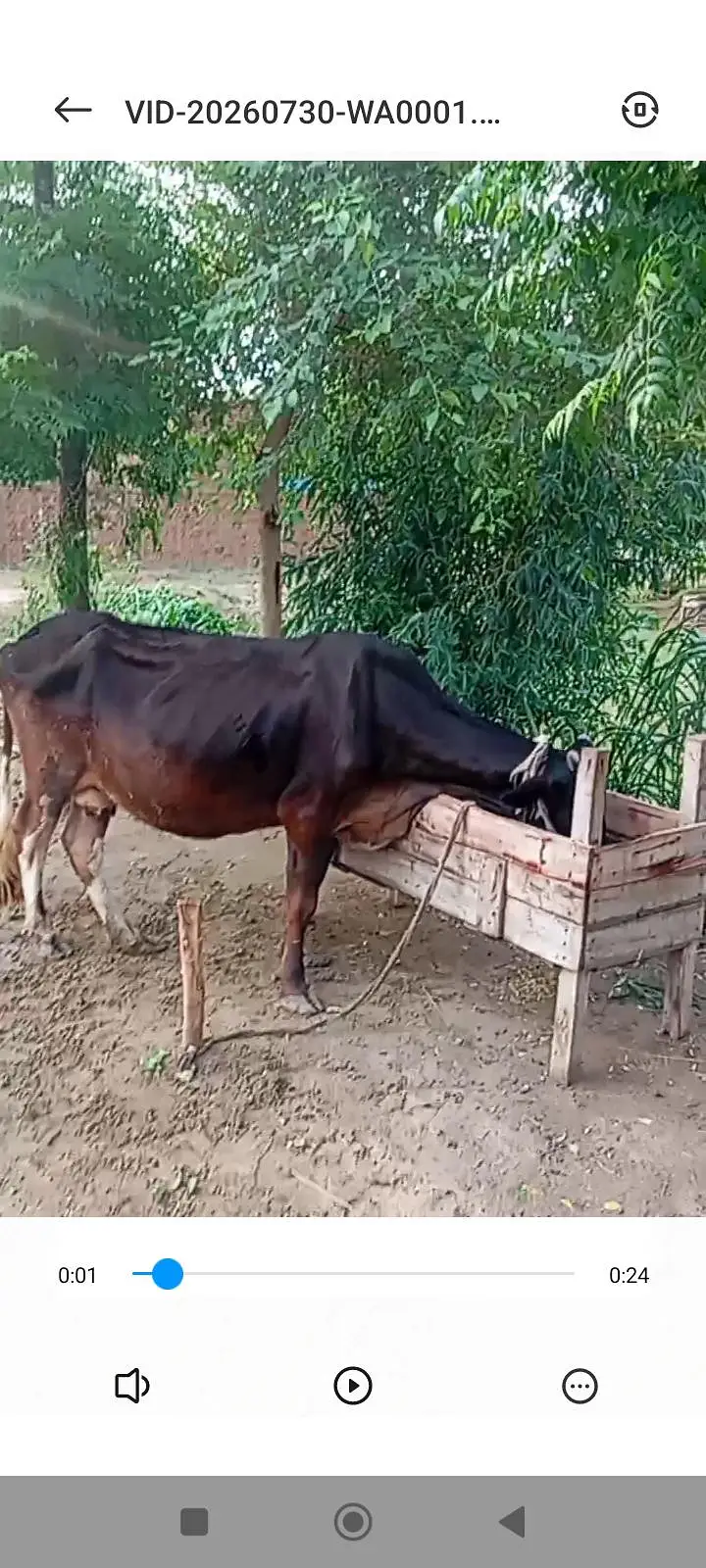 Jersey Cow — photo 2