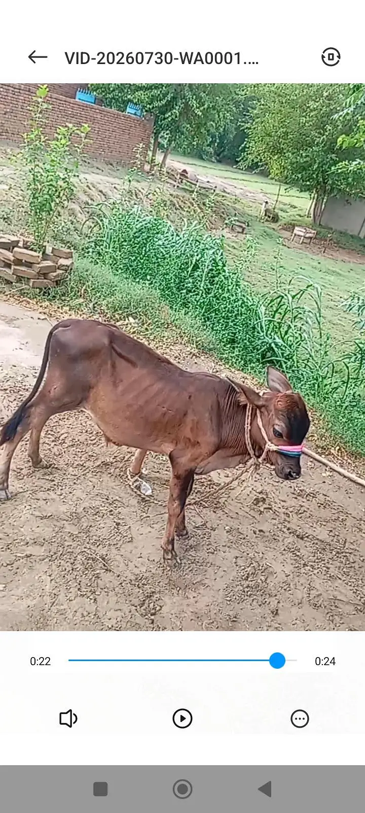 Jersey Cow — photo 3
