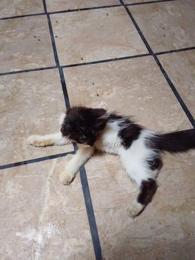 Persian cat