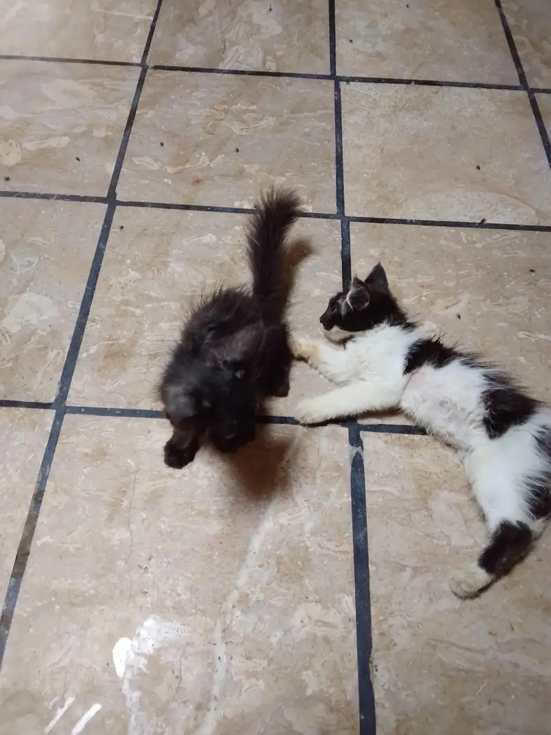 Persian cat — photo 2