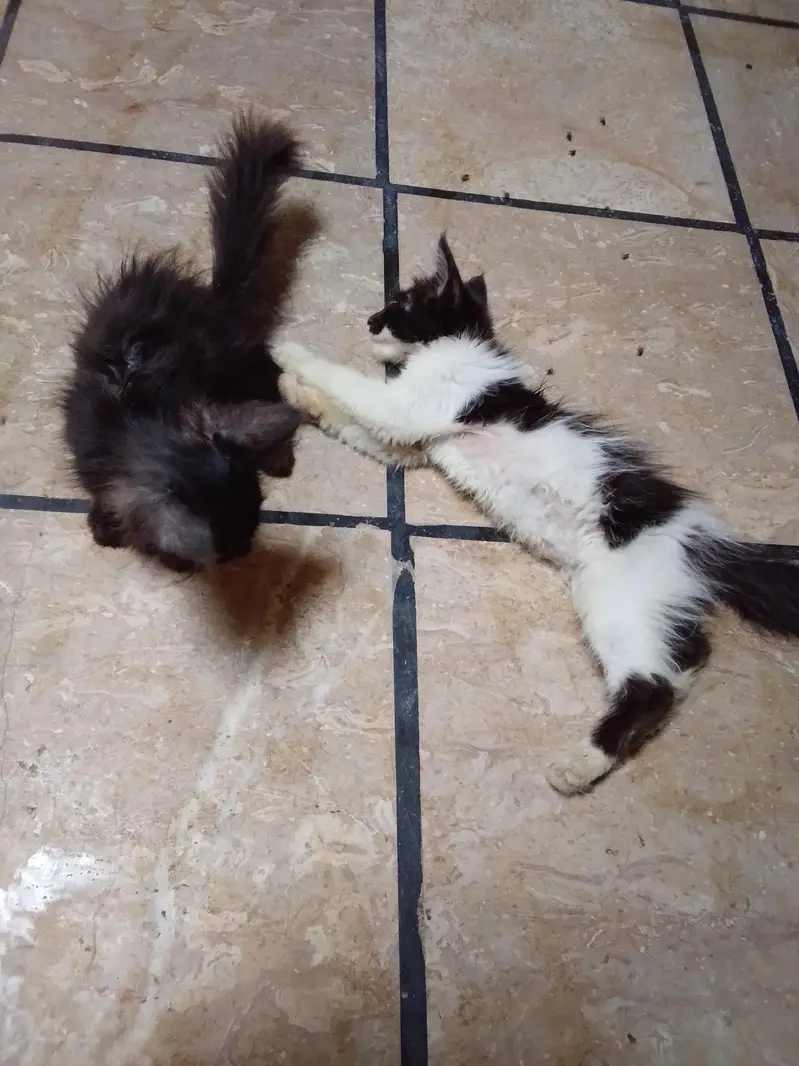 Persian cat — photo 3