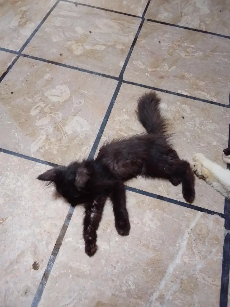 Persian cat — photo 4