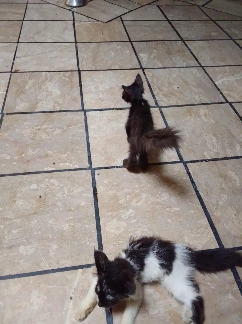 Persian cat — photo 5