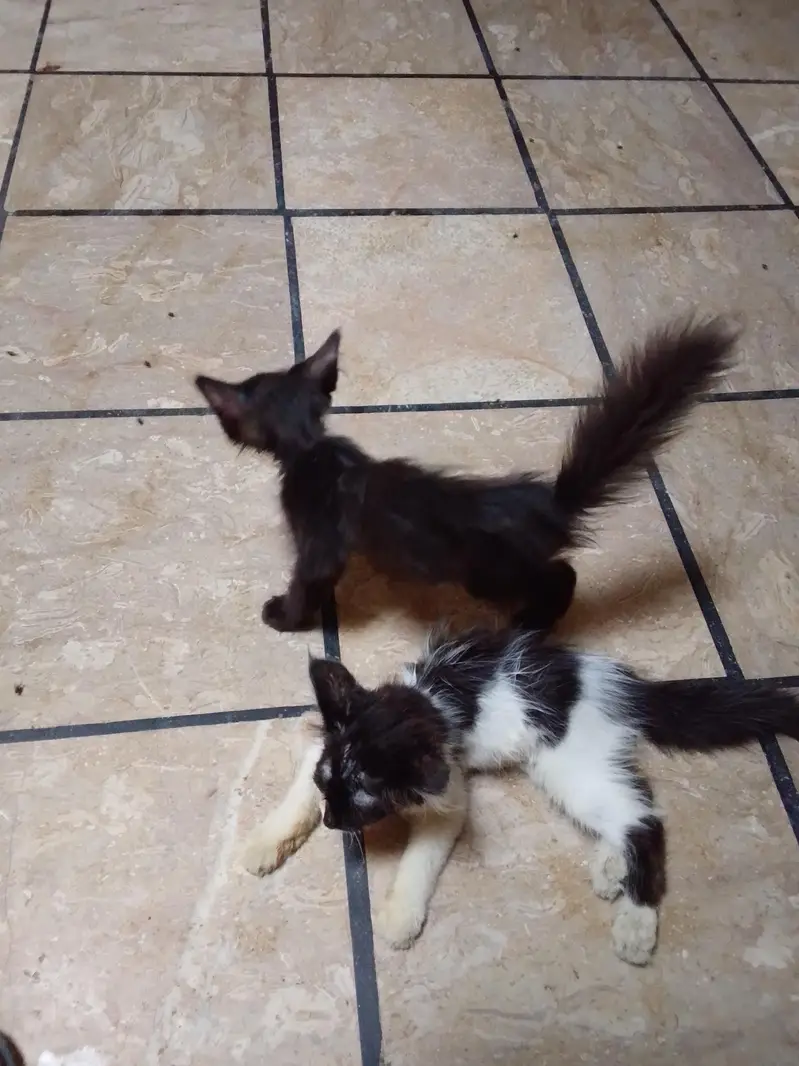 Persian cat — photo 6