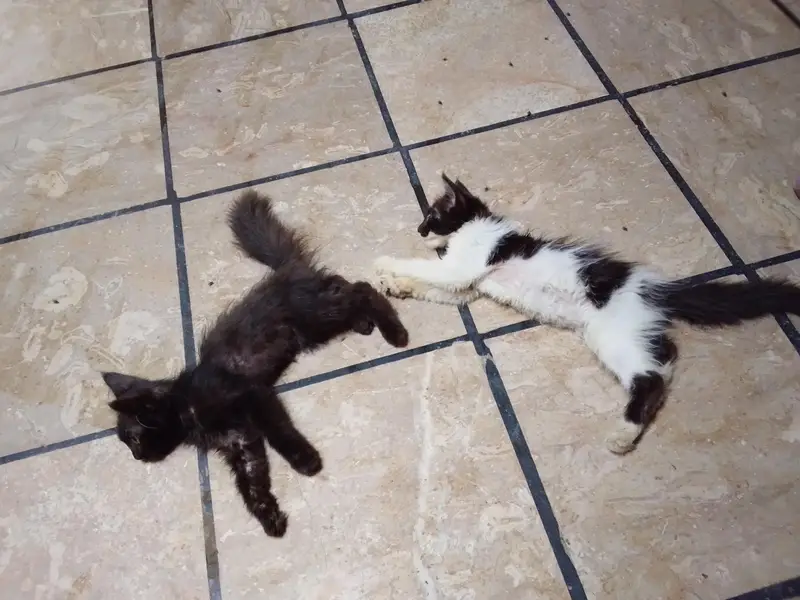 Persian cat — photo 7