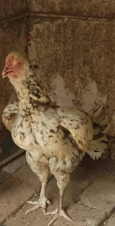 BREEDER PAKISTANI HEN 03214059840