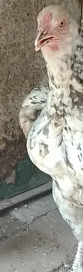 BREEDER PAKISTANI HEN 03214059840 — photo 2