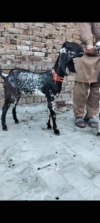 makkhi chini Mel aur female